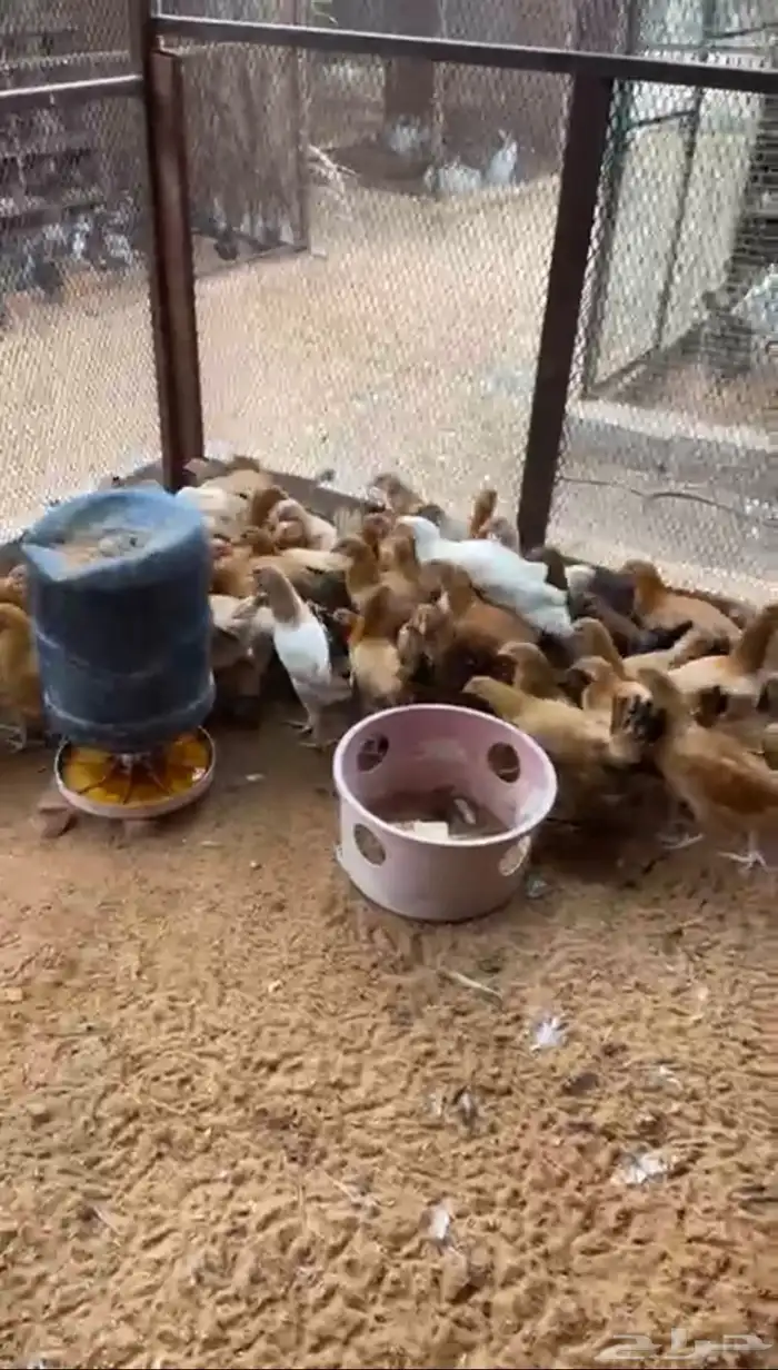 للبيع دجاج بياض بلدي وتركي 0
