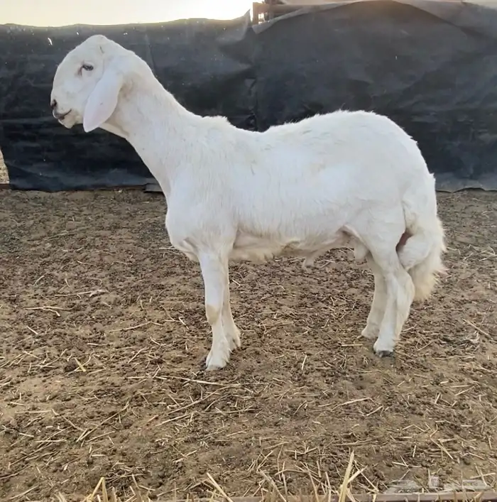 طلي حري لهواة الصنف فاخر ونادر جدا 14