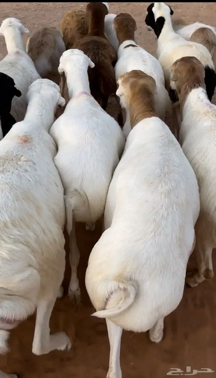 خرفان رفيدي 1