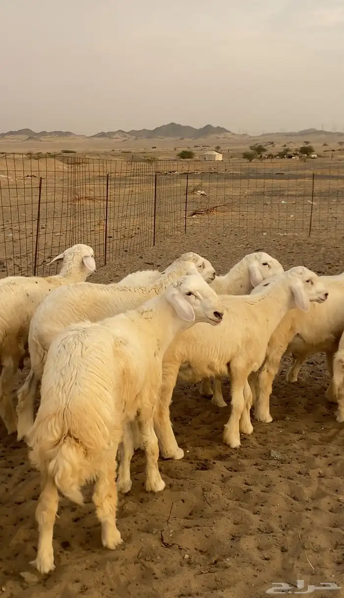 ذبايح طليان حري عقايق شي طيب ونظيف والتجربة خير برهان 1