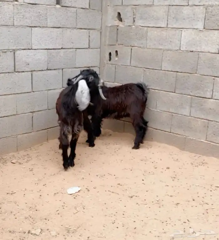 للبيع تيوس 5