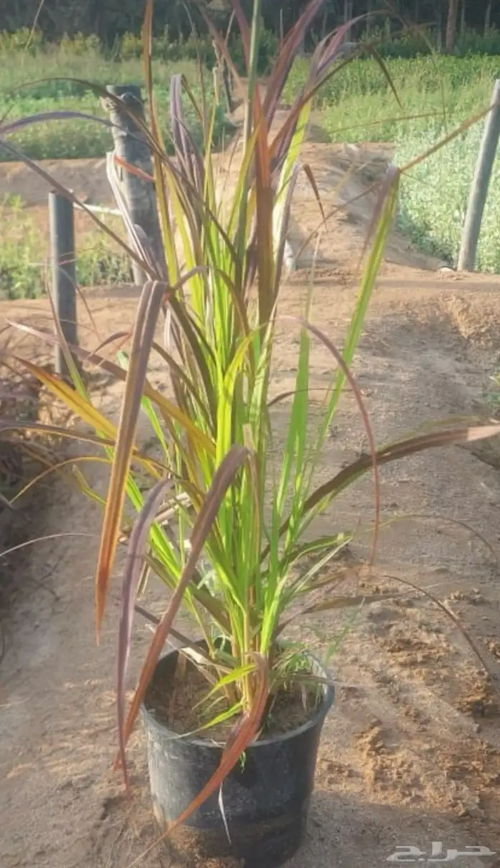 شتلات متنوعه بأرخص الاسعار وأجود المواصفات 5 حتى 24 ريال 22