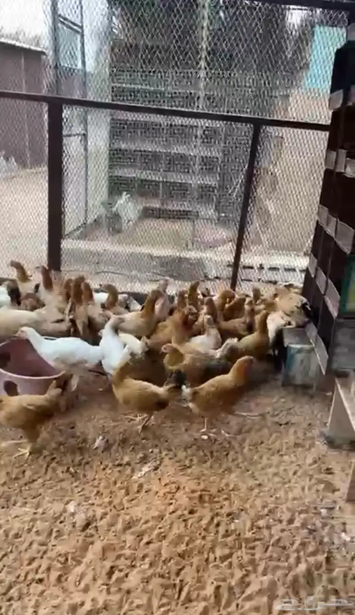 للبيع دجاج بياض بلدي وتركي 1