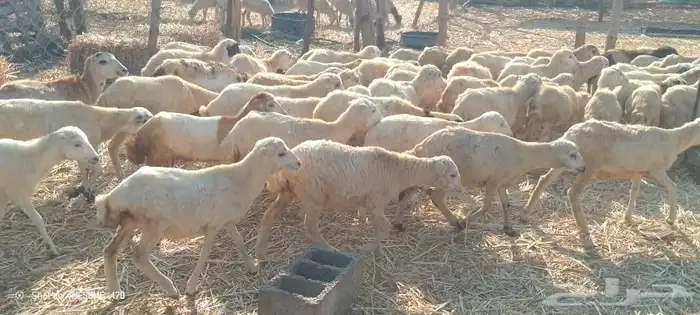 رخال بلدي من 400 ريال 0