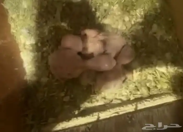 جوز روز تحته 4فروخ 2