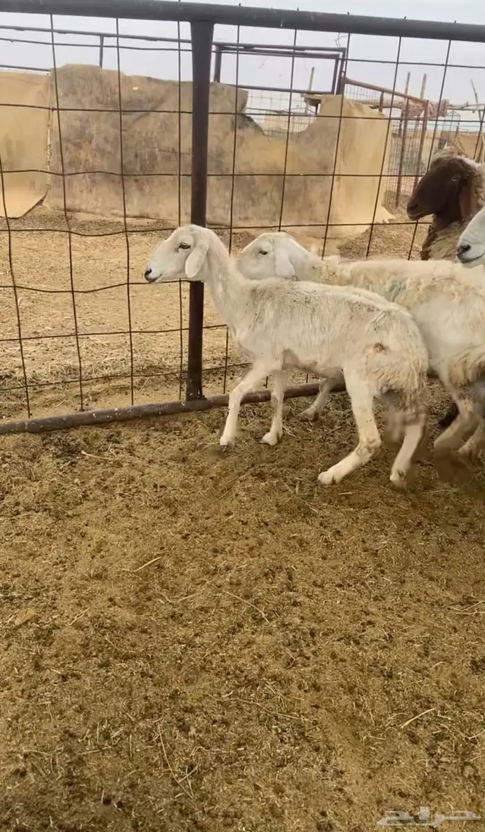 حريات البيع 0