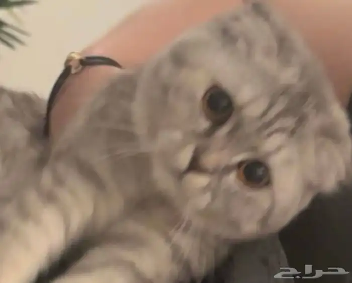 سكوتش فولد قطه 1