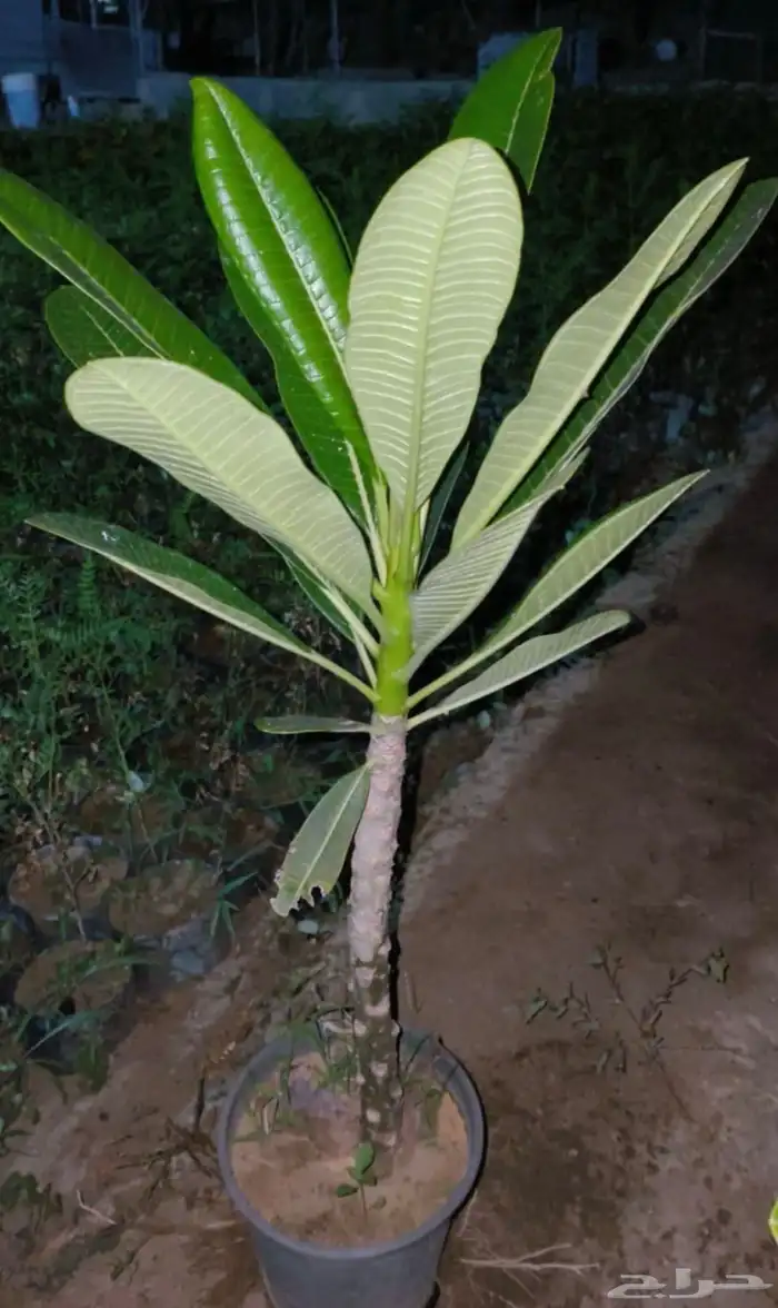 شتلات متنوعه بأرخص الاسعار وأجود المواصفات 5 حتى 24 ريال 21