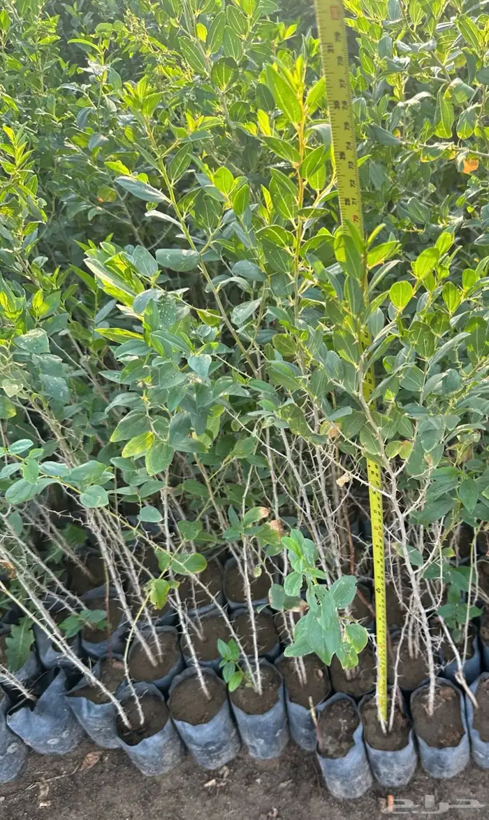 شتلات متنوعه بأرخص الاسعار وأجود المواصفات 5 حتى 24 ريال 7