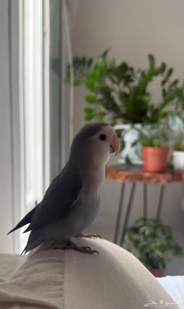 طير روز للبيع 1