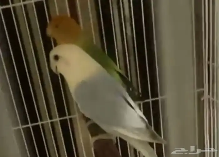 جوز روز تحته 4فروخ 1