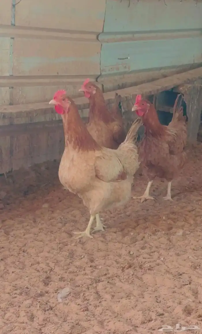 صوص تركي بيور توب 3