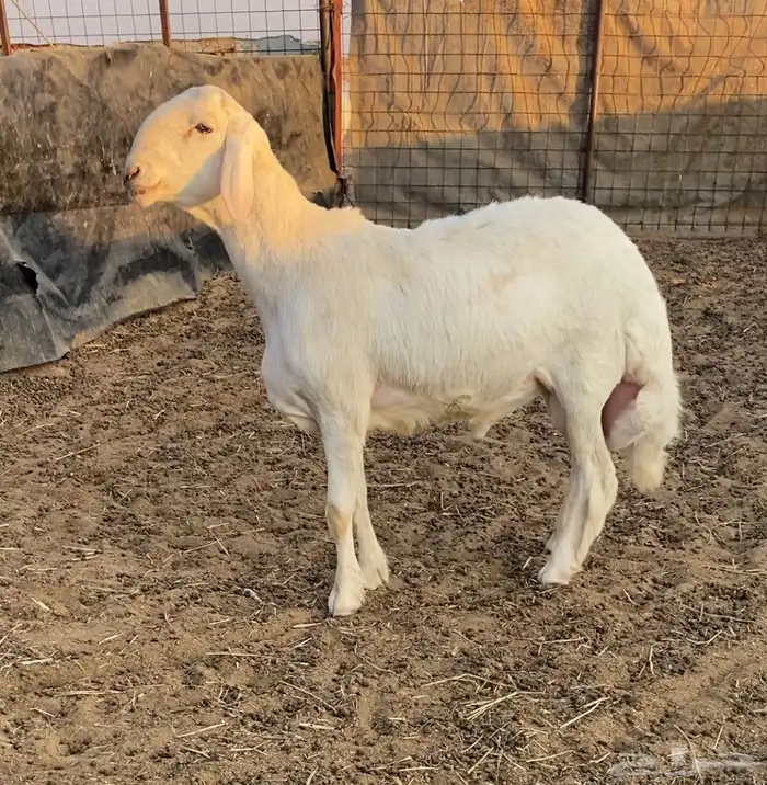 طلي حري لهواة الصنف فاخر ونادر جدا 0