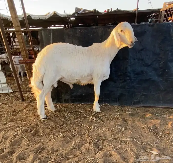 طلي حري لهواة الصنف فاخر ونادر جدا 5