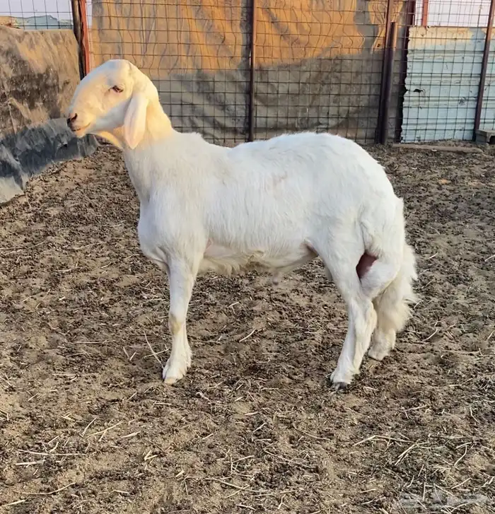 طلي حري لهواة الصنف فاخر ونادر جدا 1