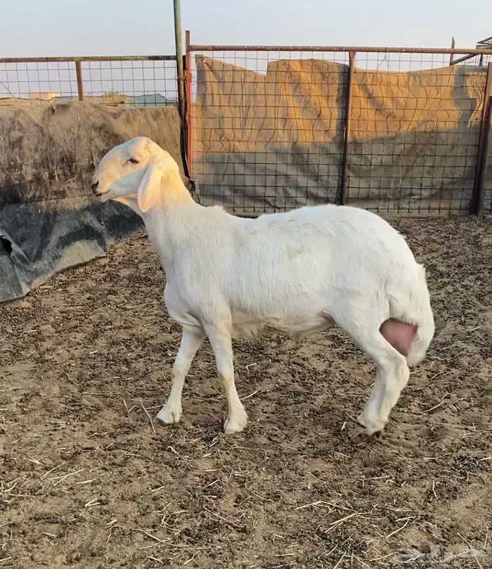 طلي حري لهواة الصنف فاخر ونادر جدا 3