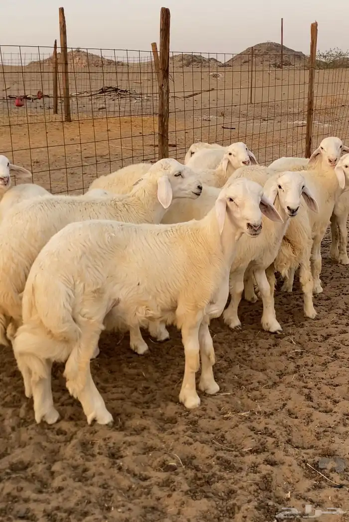 ذبايح طليان حري عقايق شي طيب ونظيف والتجربة خير برهان 2