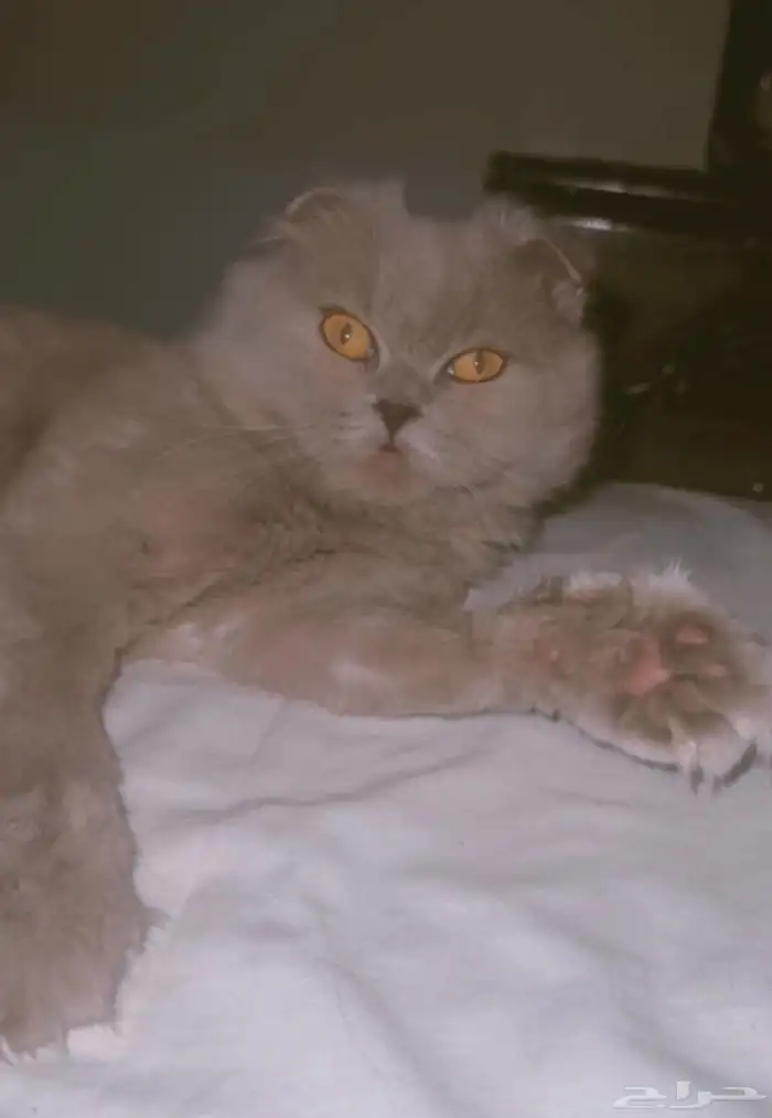 قطين سكوتش فولد 5