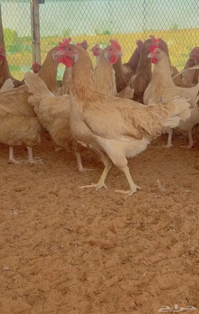 صوص تركي بيور توب 4