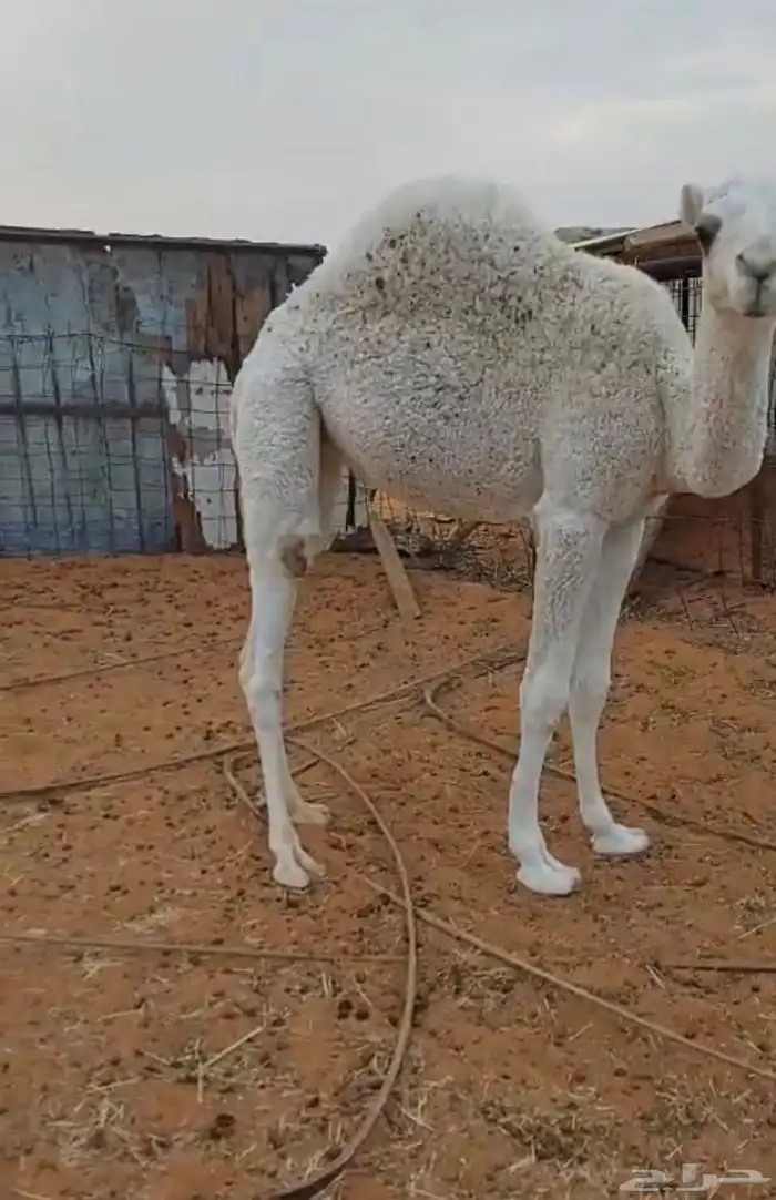 بكره مفروده للبيع 1