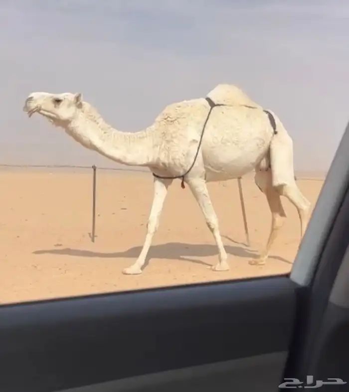 عشرا حدرها بكره حيسونيه 0