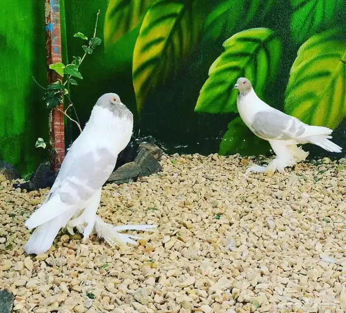 وادي بن هشبل 9