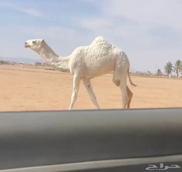 عشرا حدرها بكره حيسونيه 1