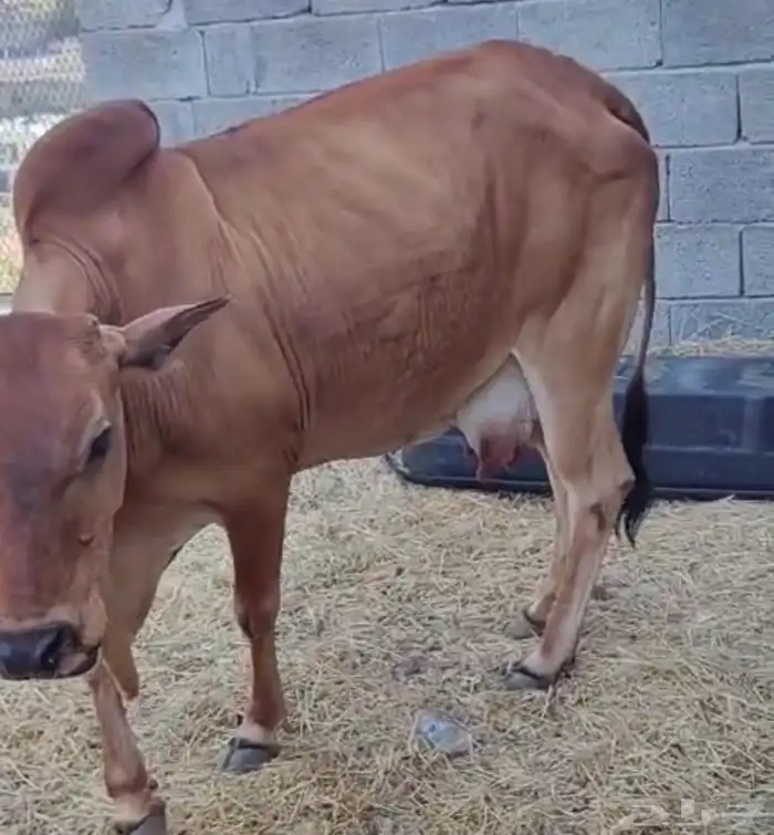 بقره للبيع 0