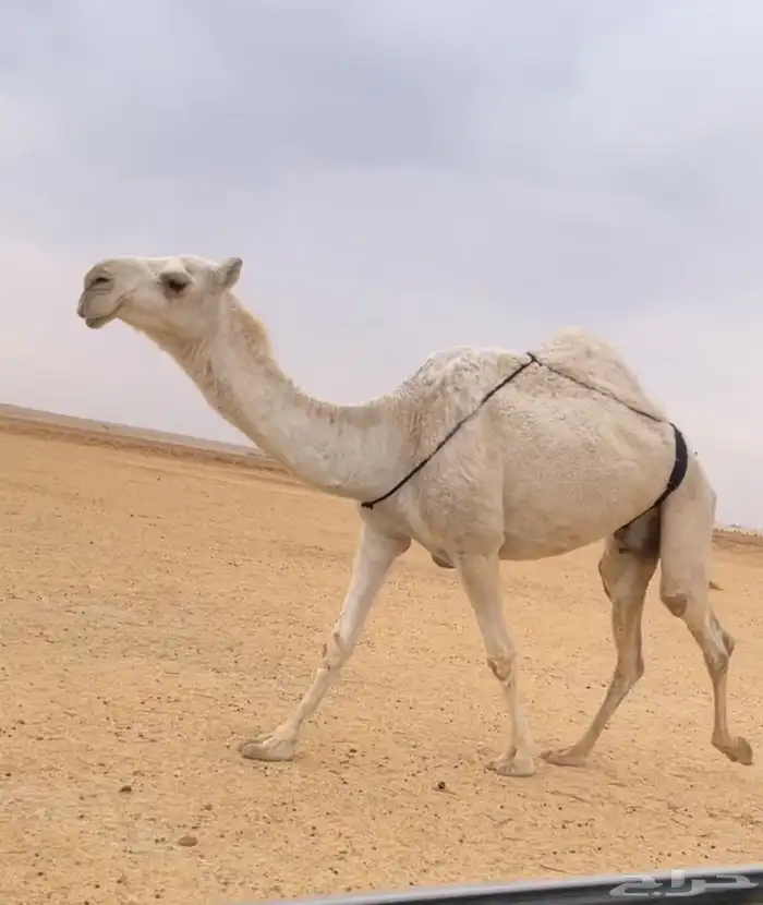 الخفوت الوضحا الكفو 3