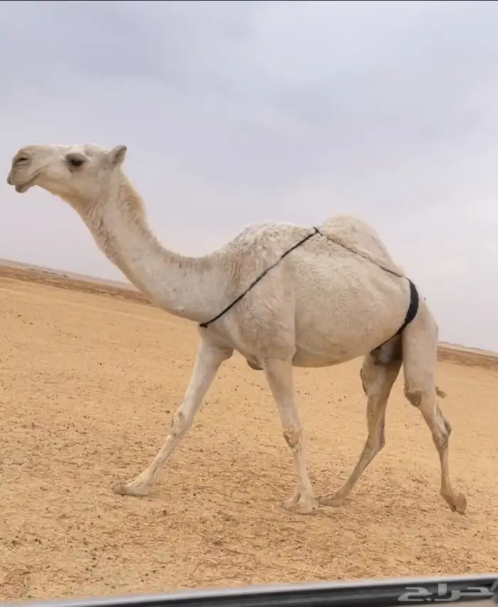 الخفوت الوضحا الكفو 1