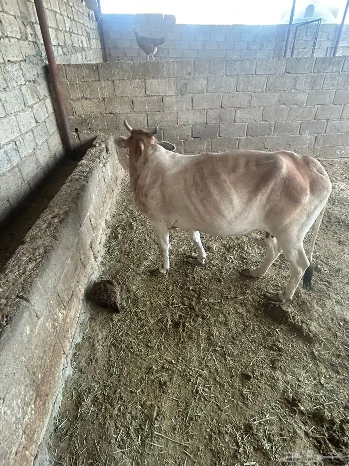 بقره تحتها حسيل الان دافع 5