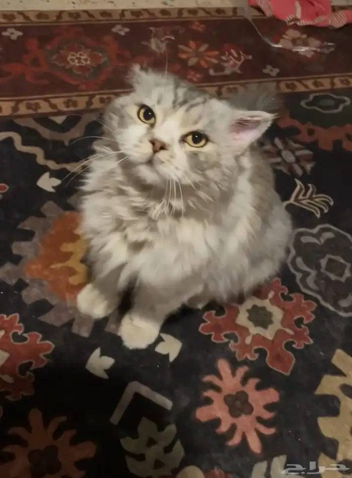 قط مفقود 1