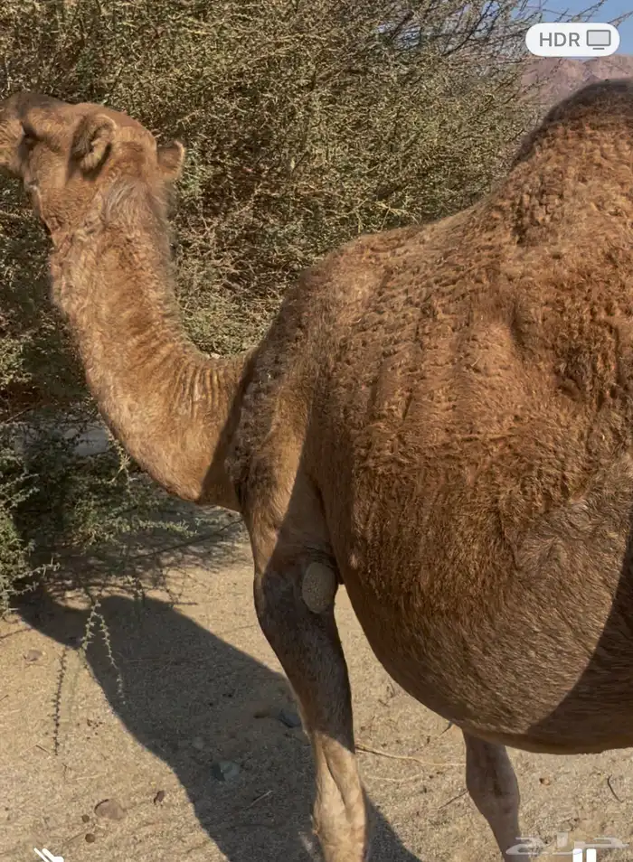 ناقه حمراء لقحه باقى لها شهر وتلد مشروطه من جميع الذوارب 1