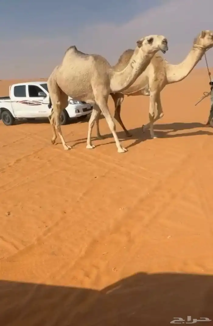 بكره شقحى كفو فرصة للقناي 0