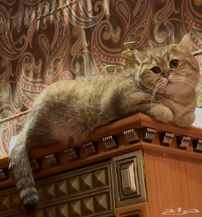 قطط بريتش سكوتش فصيلة نادرة ذهبي دلوع معقم لا ينجب (ذكر) 0