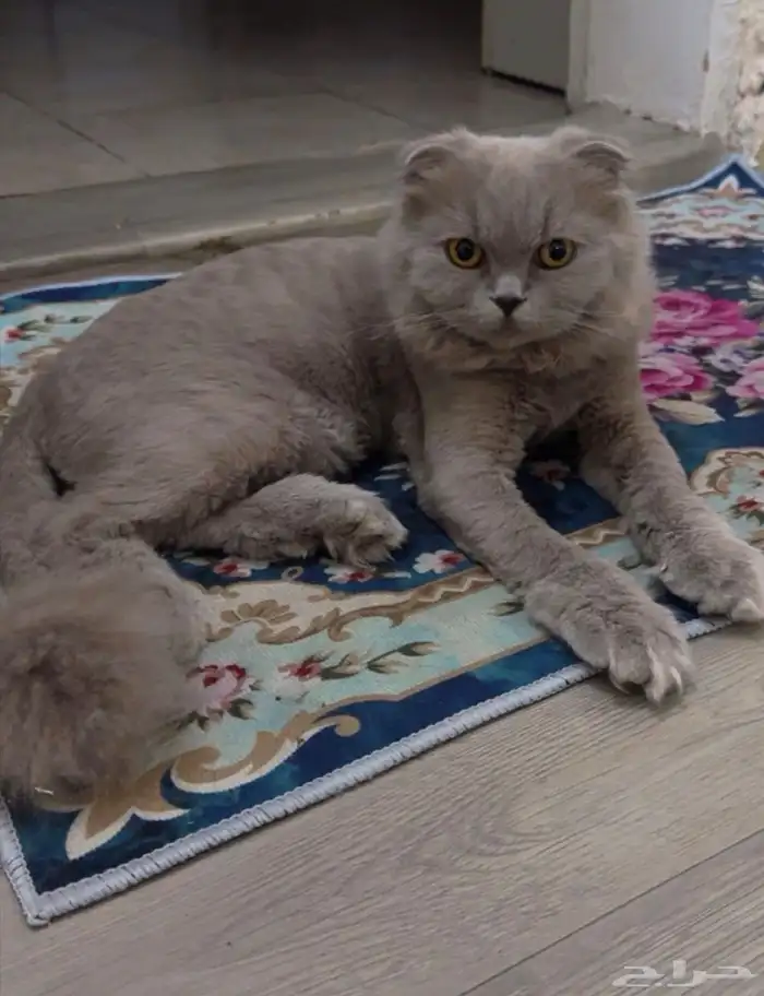 قطين سكوتش فولد 4