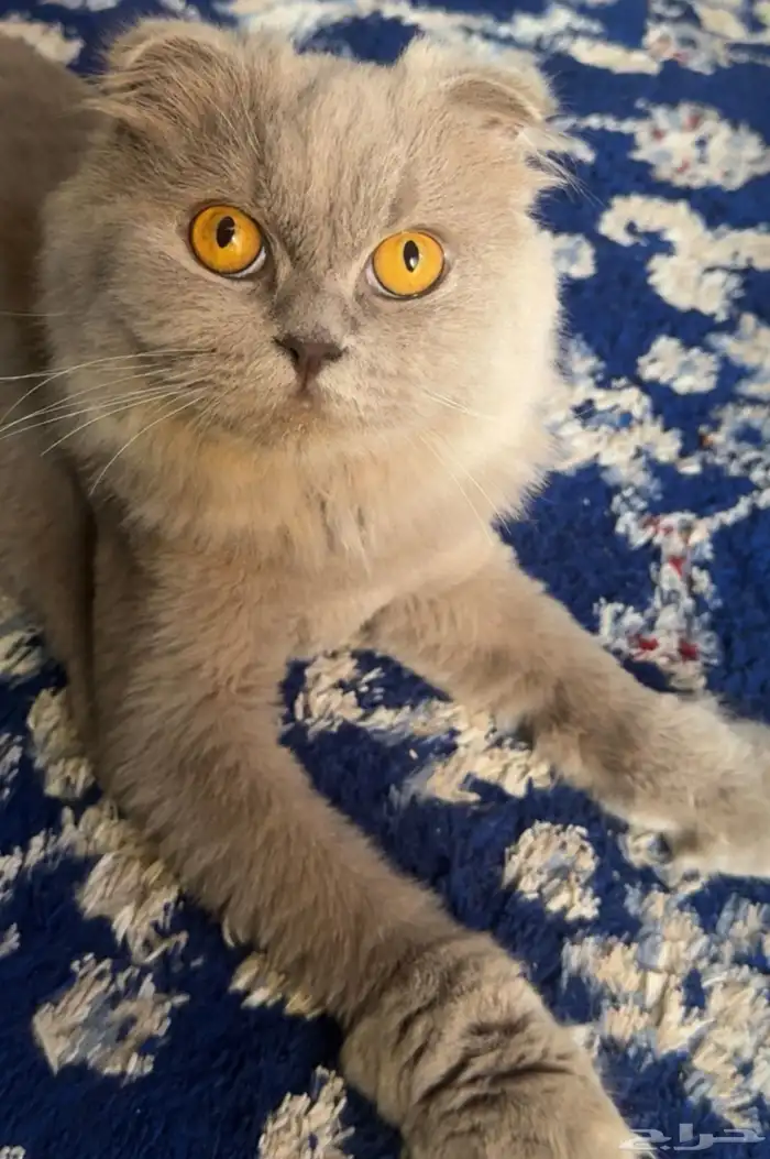 قطين سكوتش فولد 1