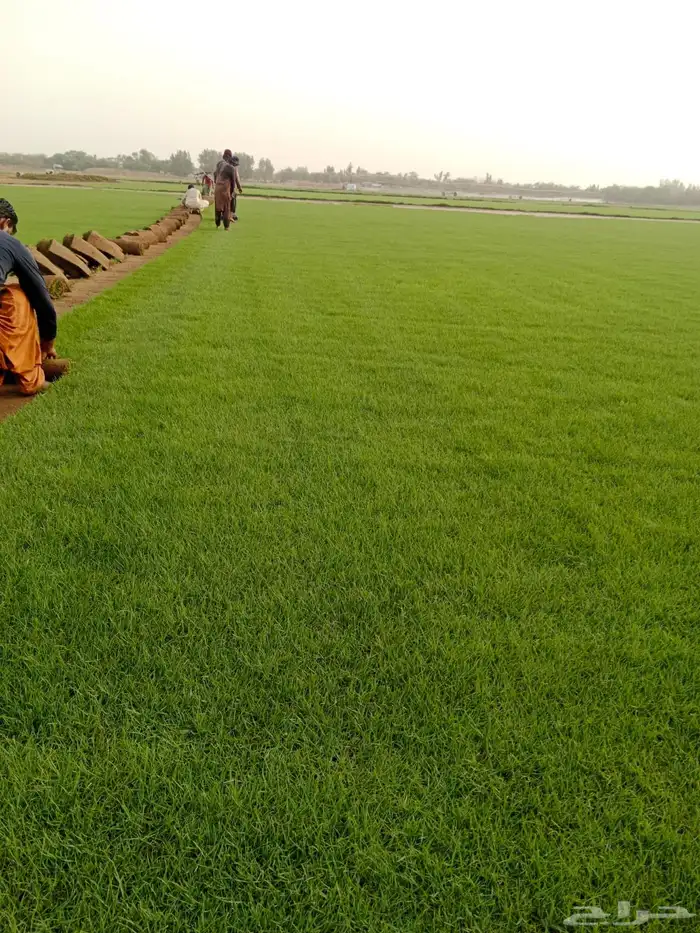 ثيل طبيعي سي 2000 مضمون مشروط درجه اولى 14