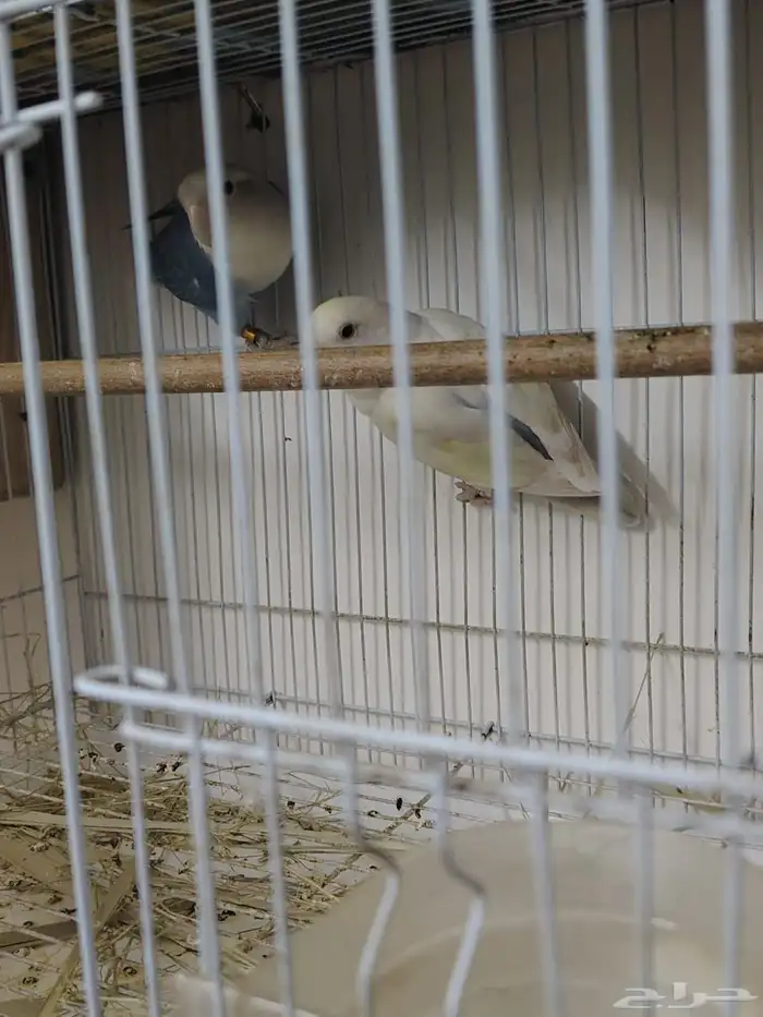 زوج روز منتج 3