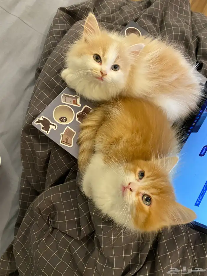 قطتين للبيع 2