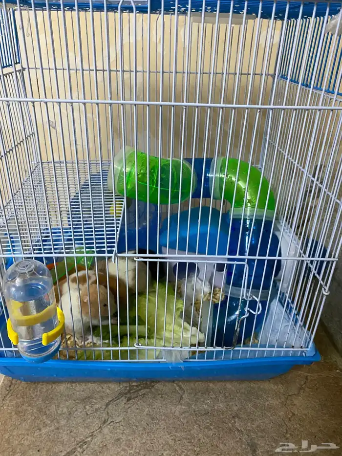 يوجد 4 هامسترات للبيع 2