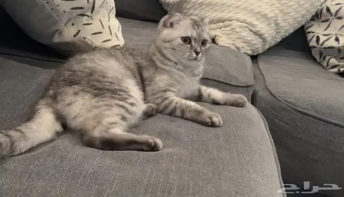 سكوتش فولد قطه 0