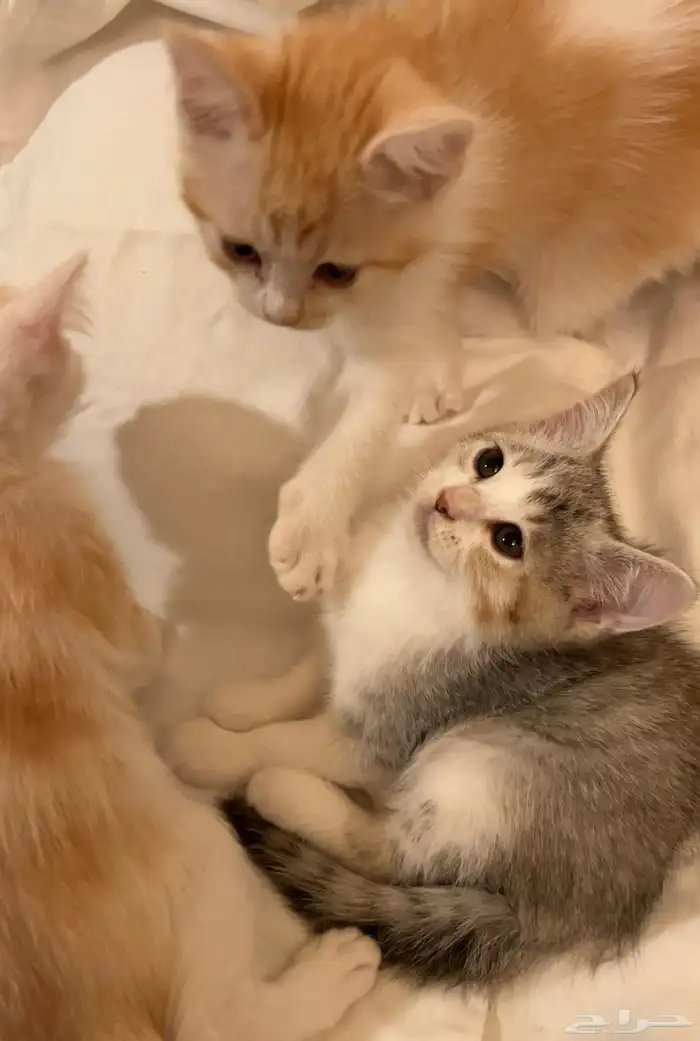 كتن شيرازي هجين برتش للبيع مو للتبني 2