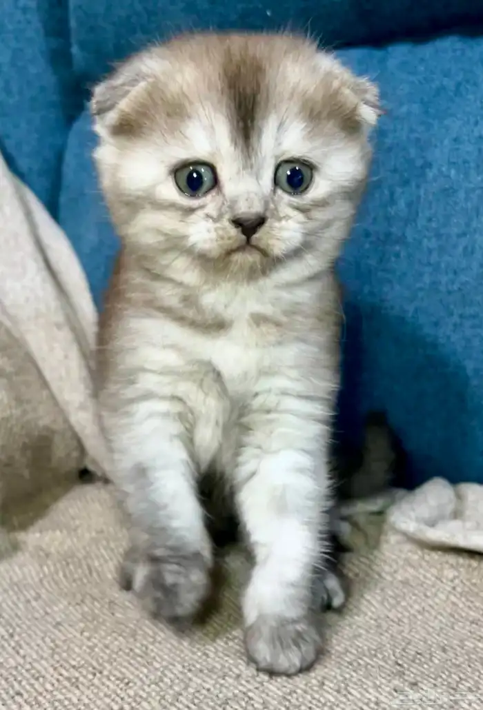 قطط كتن سكوتش شهر ونص للبيع 0