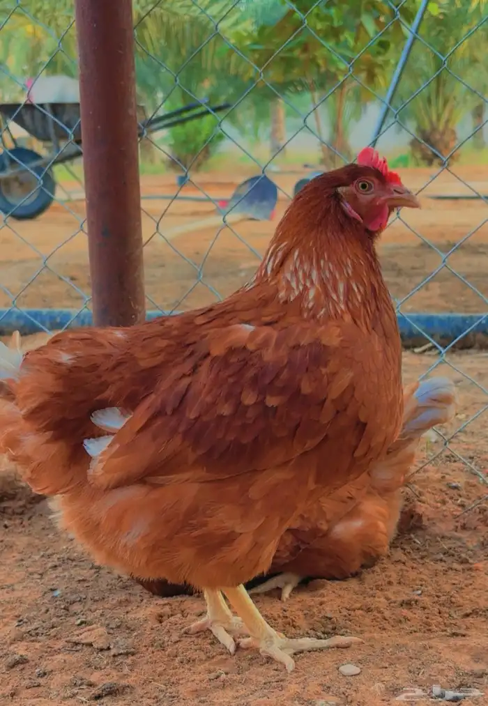 صوص دجاج فاخر هجين بين للوهمان والامروك 1