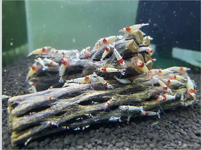 خشب تشولا لأحواض الشريمب 1