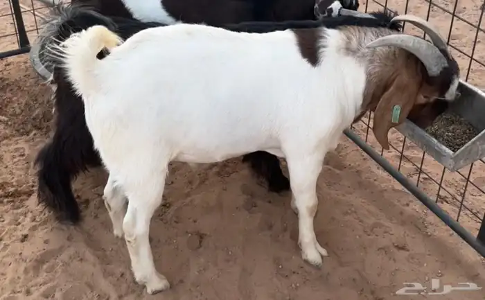 للبيع تيس بورقت اصل بيور 1