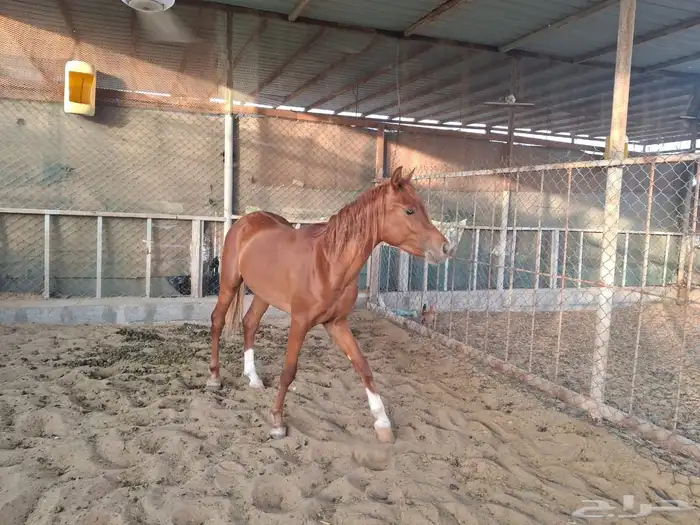 للبيع أحصنة الموقع العقير 0