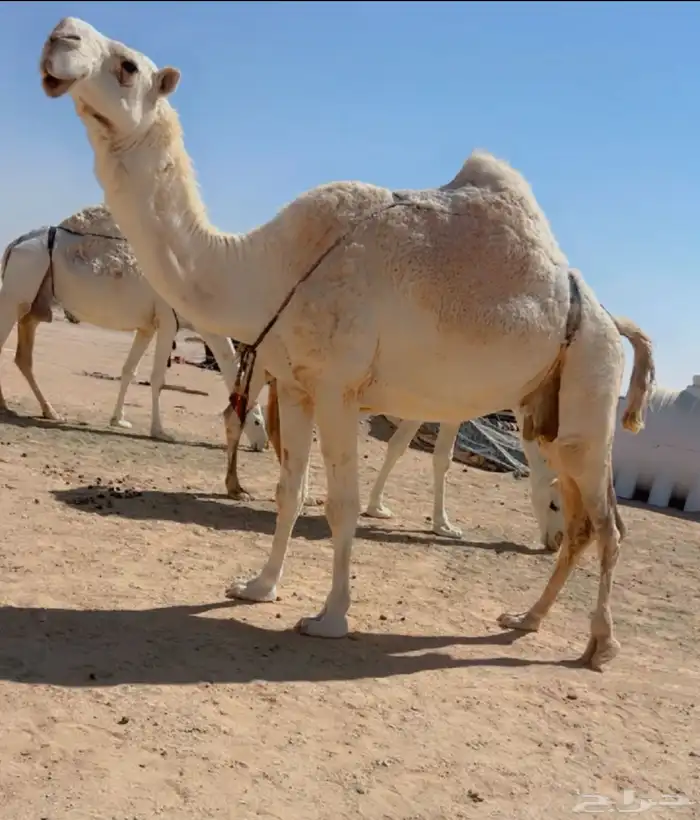 ضريبه خفوت كفوو 0