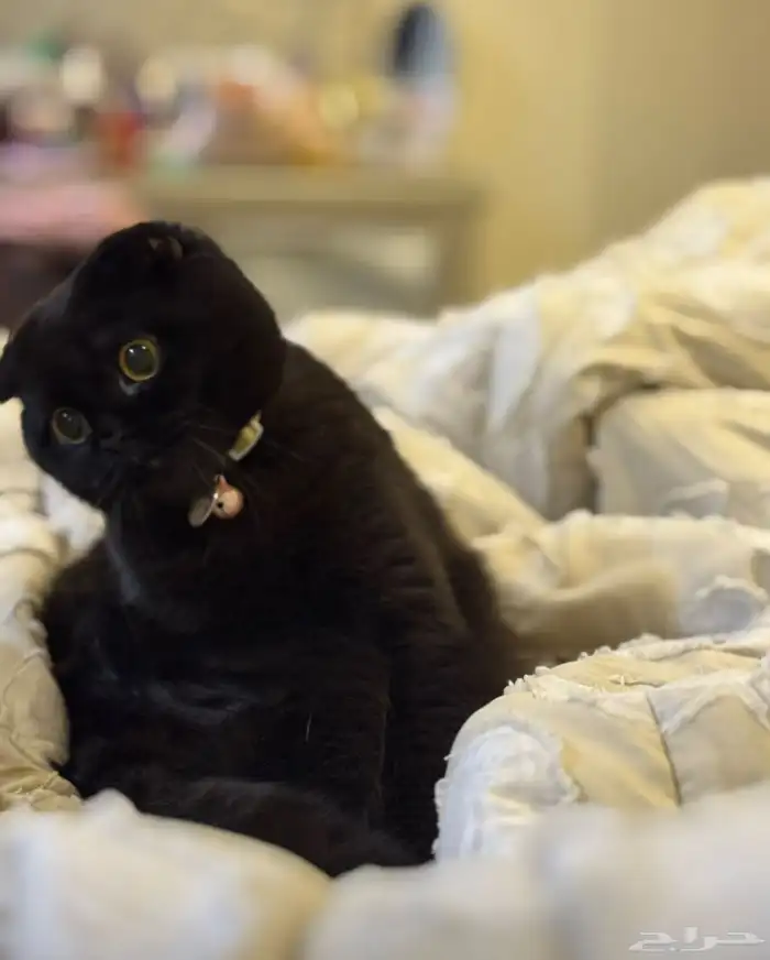 انثى سكوتش 1